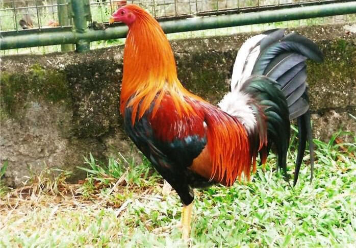 Super Sweater from Biboy Enriquez