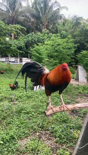 SIETE ALAS GF Version